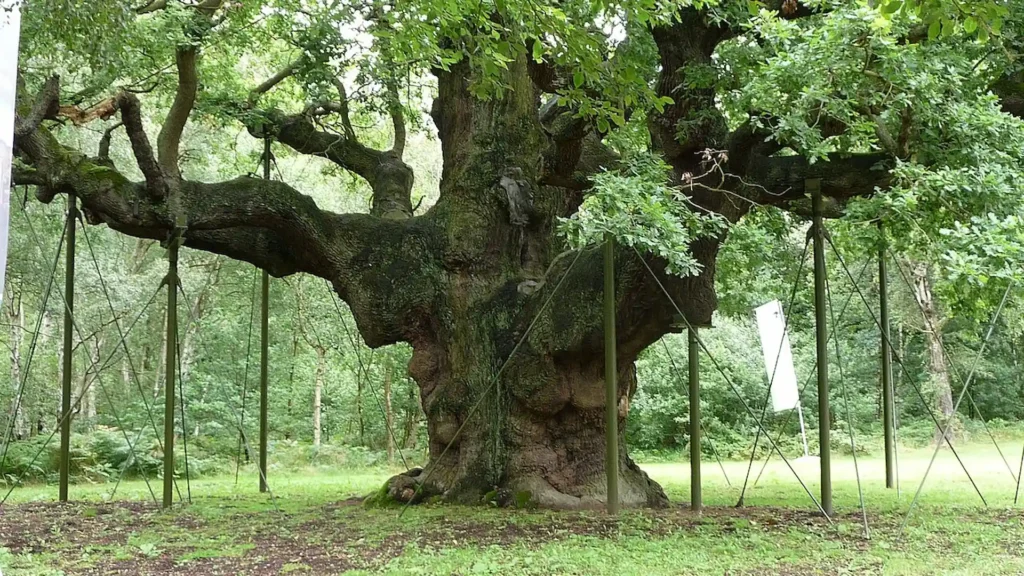 Roble Major Oak