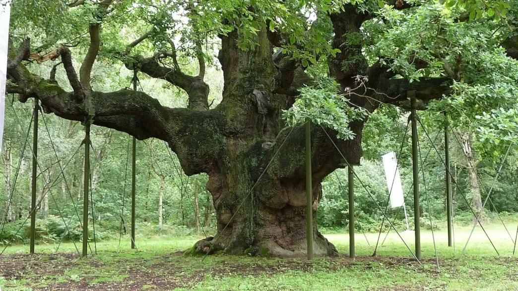 Roble Major Oak