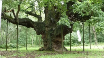 Roble Major Oak
