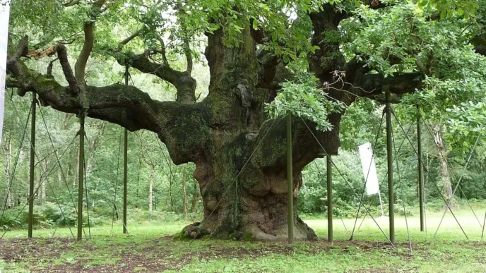 Roble Major Oak