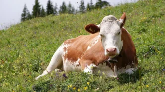 A dual breed, beef and milk cow near Oeschinen Lake, Switzerland