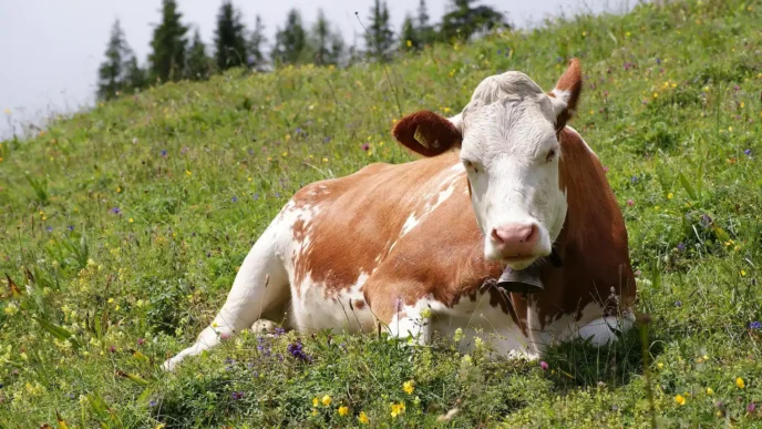 A dual breed, beef and milk cow near Oeschinen Lake, Switzerland