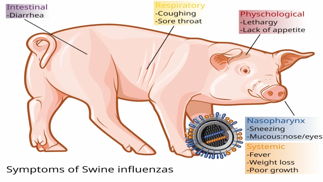 Swine influenza symptoms on swine