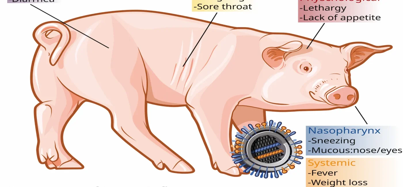 Swine influenza symptoms on swine