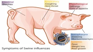 Swine influenza symptoms on swine