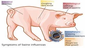 Swine influenza symptoms on swine