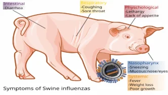 Swine influenza symptoms on swine