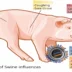 Swine influenza symptoms on swine