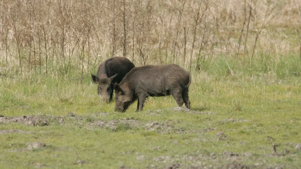 Two wild boars free eating